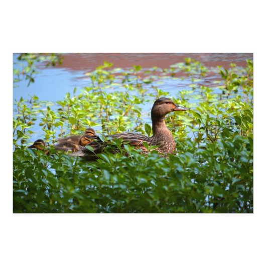 Mallard and Ducklings-Swimming by Shirley Taylor Foto Afdruk (Voorkant)