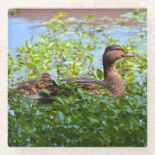 Mallard and Ducklings-Swimming by Shirley Taylor Glazen Onderzetter