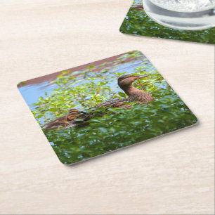 Mallard and Ducklings-Swimming by Shirley Taylor Kartonnen Onderzetters
