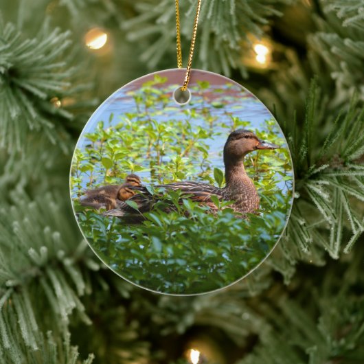 Mallard and Ducklings-Swimming by Shirley Taylor Keramisch Ornament (Boom)