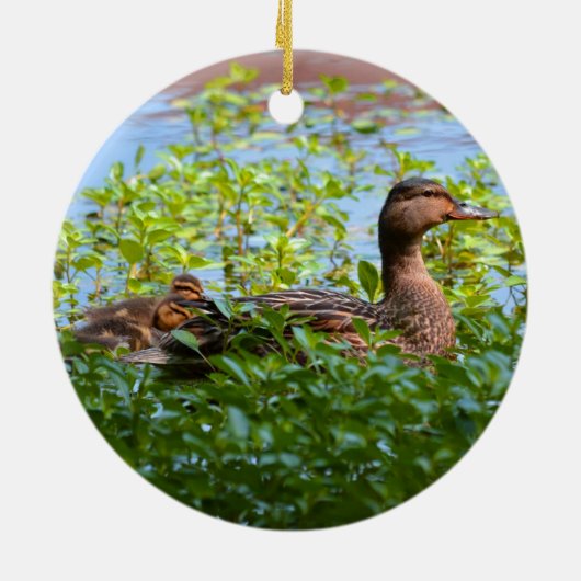 Mallard and Ducklings-Swimming by Shirley Taylor Keramisch Ornament (Achterkant)