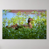 Mallard and Ducklings-Swimming by Shirley Taylor Poster (Voorkant)