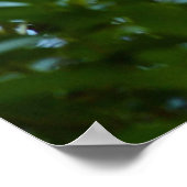 Mallard and Ducklings-Swimming by Shirley Taylor Poster (Hoek)