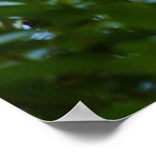 Mallard and Ducklings-Swimming by Shirley Taylor Poster (Hoek)