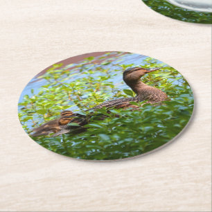 Mallard and Ducklings-Swimming by Shirley Taylor Ronde Kartonnen Onderzetter