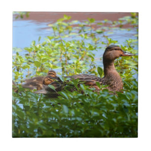 Mallard and Ducklings-Swimming by Shirley Taylor Tegeltje