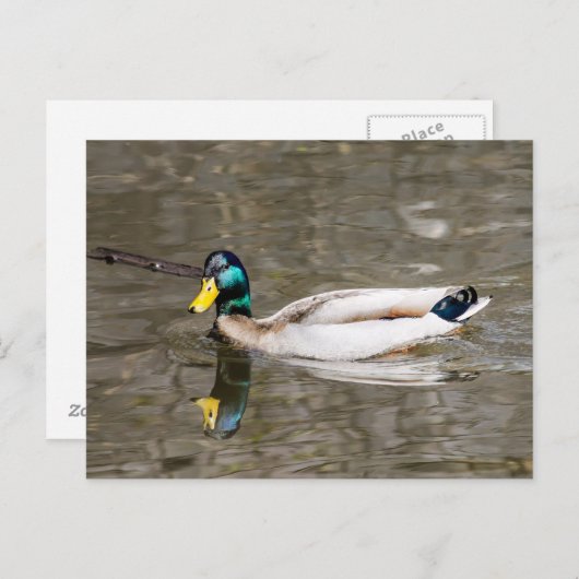 Mallard Briefkaart (Voorkant / Achterkant)