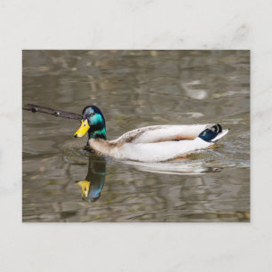 Mallard Briefkaart
