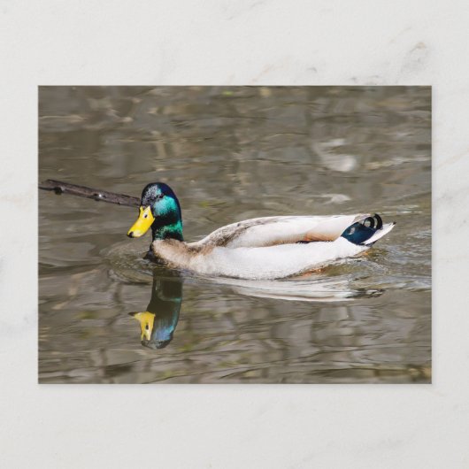 Mallard Briefkaart (Voorkant)