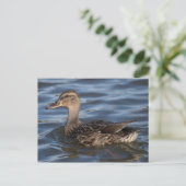 Mallard Briefkaart (Staand voorkant)
