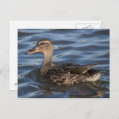 Mallard Briefkaart (Voorkant / Achterkant)