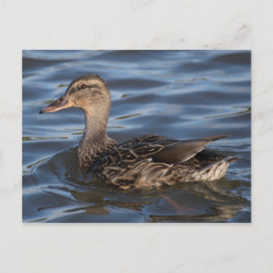 Mallard Briefkaart