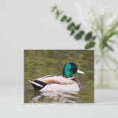 Mallard Briefkaart (Staand voorkant)