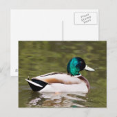 Mallard Briefkaart (Voorkant / Achterkant)