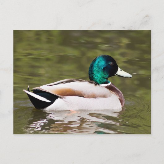 Mallard Briefkaart (Voorkant)