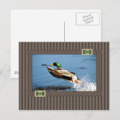 Mallard Briefkaart (Voorkant / Achterkant)