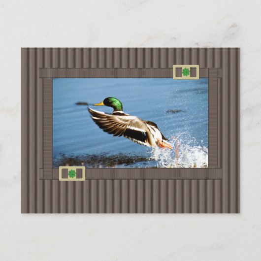 Mallard Briefkaart (Voorkant)