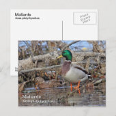 Mallard Briefkaart (Voorkant / Achterkant)