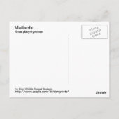 Mallard Briefkaart (Achterkant)