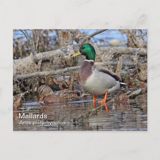 Mallard Briefkaart (Voorkant)