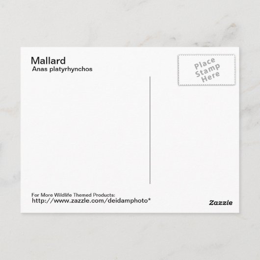 Mallard Briefkaart (Achterkant)