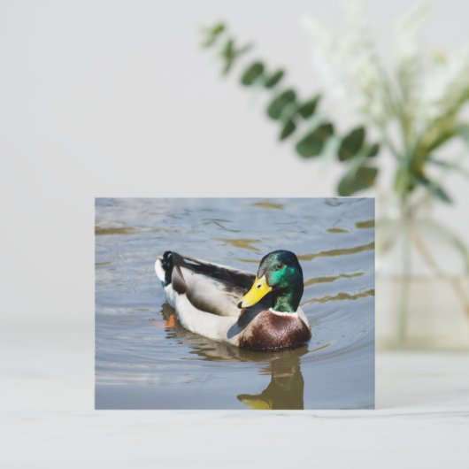Mallard Briefkaart (Staand voorkant)