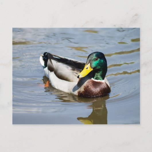 Mallard Briefkaart (Voorkant)