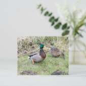 Mallard Couple Briefkaart (Staand voorkant)