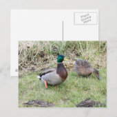 Mallard Couple Briefkaart (Voorkant / Achterkant)