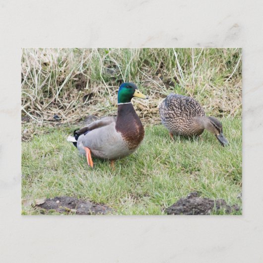 Mallard Couple Briefkaart (Voorkant)
