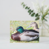 Mallard Couple Briefkaart (Staand voorkant)