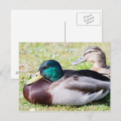 Mallard Couple Briefkaart (Voorkant / Achterkant)