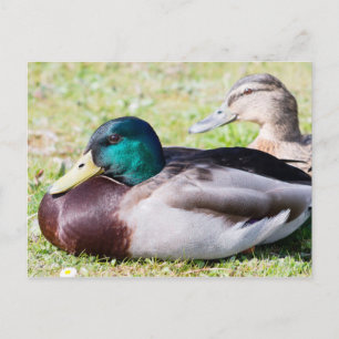 Mallard Couple Briefkaart