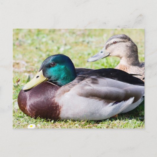 Mallard Couple Briefkaart (Voorkant)