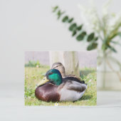 Mallard Couple Briefkaart (Staand voorkant)