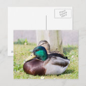 Mallard Couple Briefkaart (Voorkant / Achterkant)