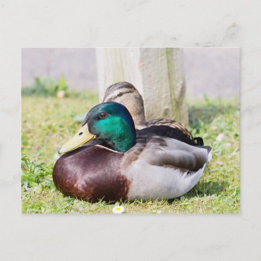 Mallard Couple Briefkaart (Voorkant)