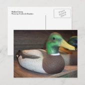Mallard Decoy Briefkaart (Voorkant / Achterkant)