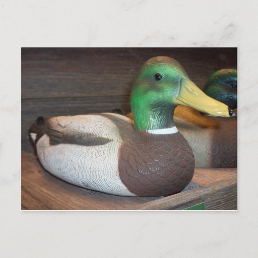 Mallard Decoy Briefkaart (Voorkant)