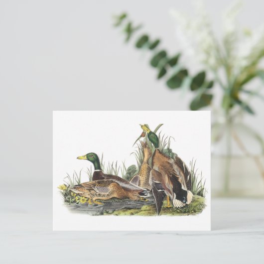 Mallard door Audubon Briefkaart (Staand voorkant)
