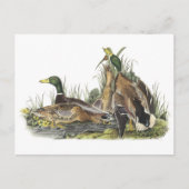 Mallard door Audubon Briefkaart (Voorkant)