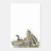 Mallard door Audubon Post-it® Notes (Voorkant)