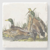 Mallard door Audubon Stenen Onderzetter (Voorkant)