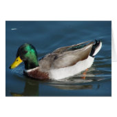 Mallard Drake (Voorkant Horizontaal)