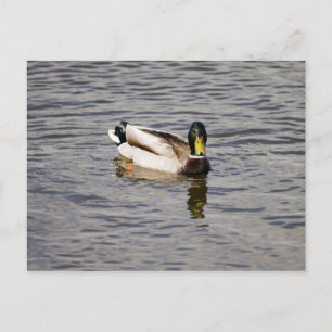 Mallard Drake Briefkaart