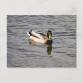 Mallard Drake Briefkaart (Voorkant)