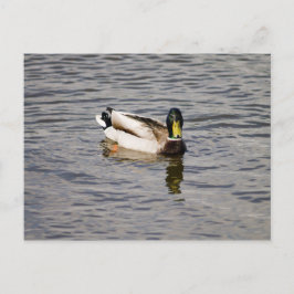 Mallard Drake Briefkaart