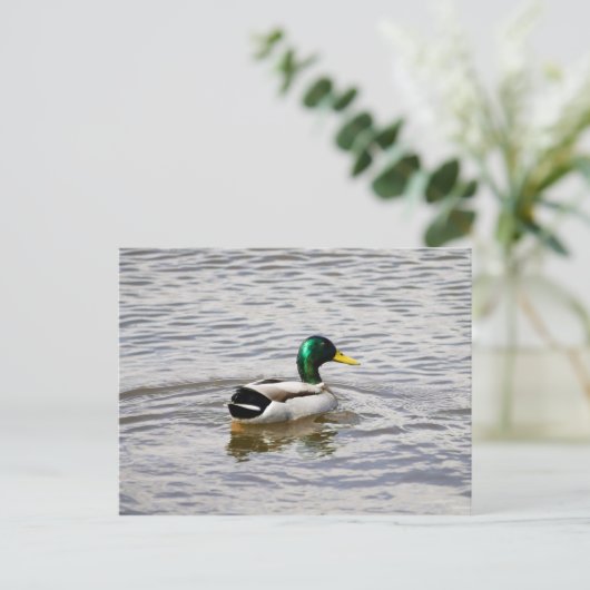 Mallard Drake Briefkaart (Staand voorkant)