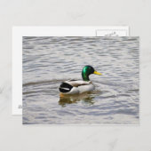 Mallard Drake Briefkaart (Voorkant / Achterkant)