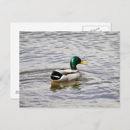 Mallard Drake Briefkaart (Voorkant / Achterkant)